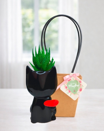 Suculenta Regalo para mujer