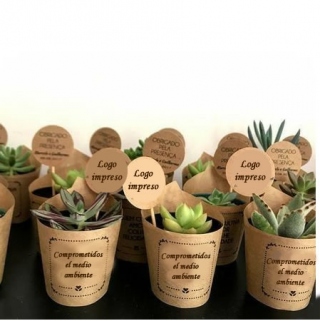 Plantas Corporativa para Regalar