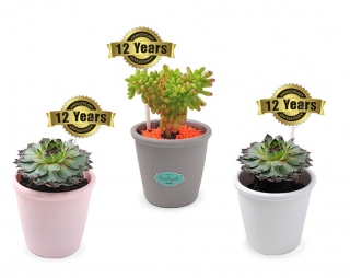 Plantas Decorativas para Aniversario de Empresas